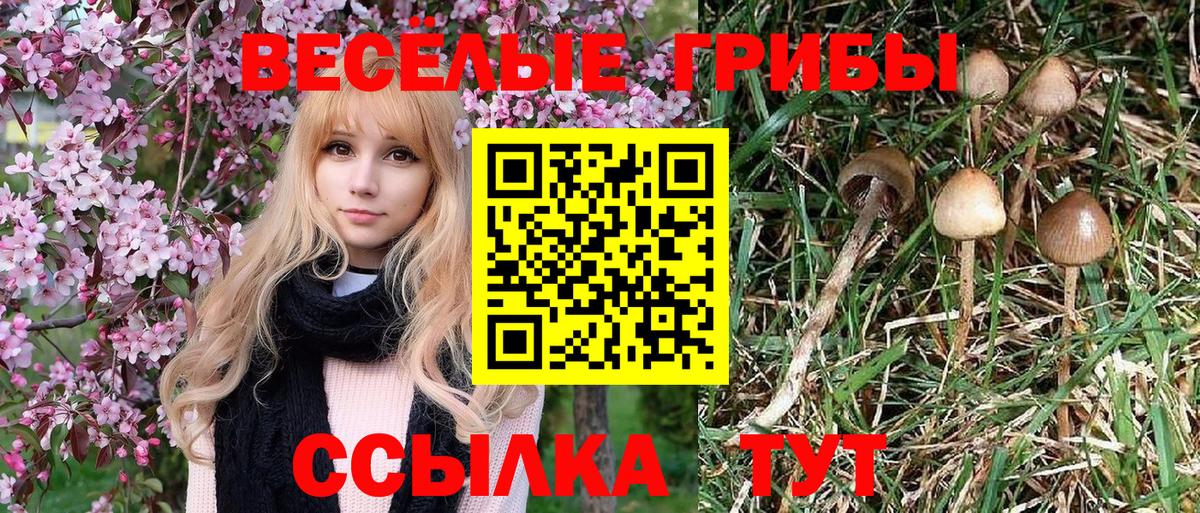 Бердск  Галлюциногенные грибы мицелий  Вход с VPN 