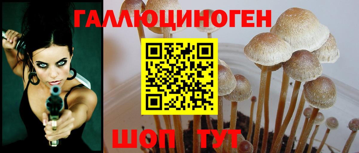 Галлюциногенные грибы Cubensis Бердск